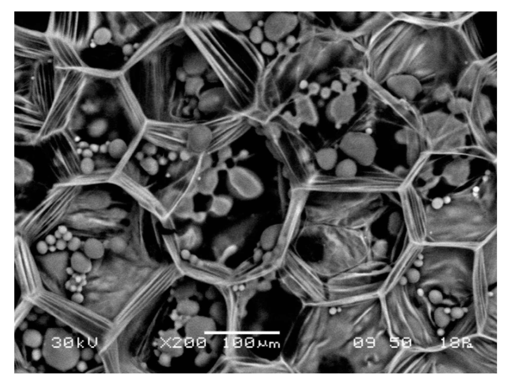 Foods 09 00087 g003 Foods 09 00087 g003