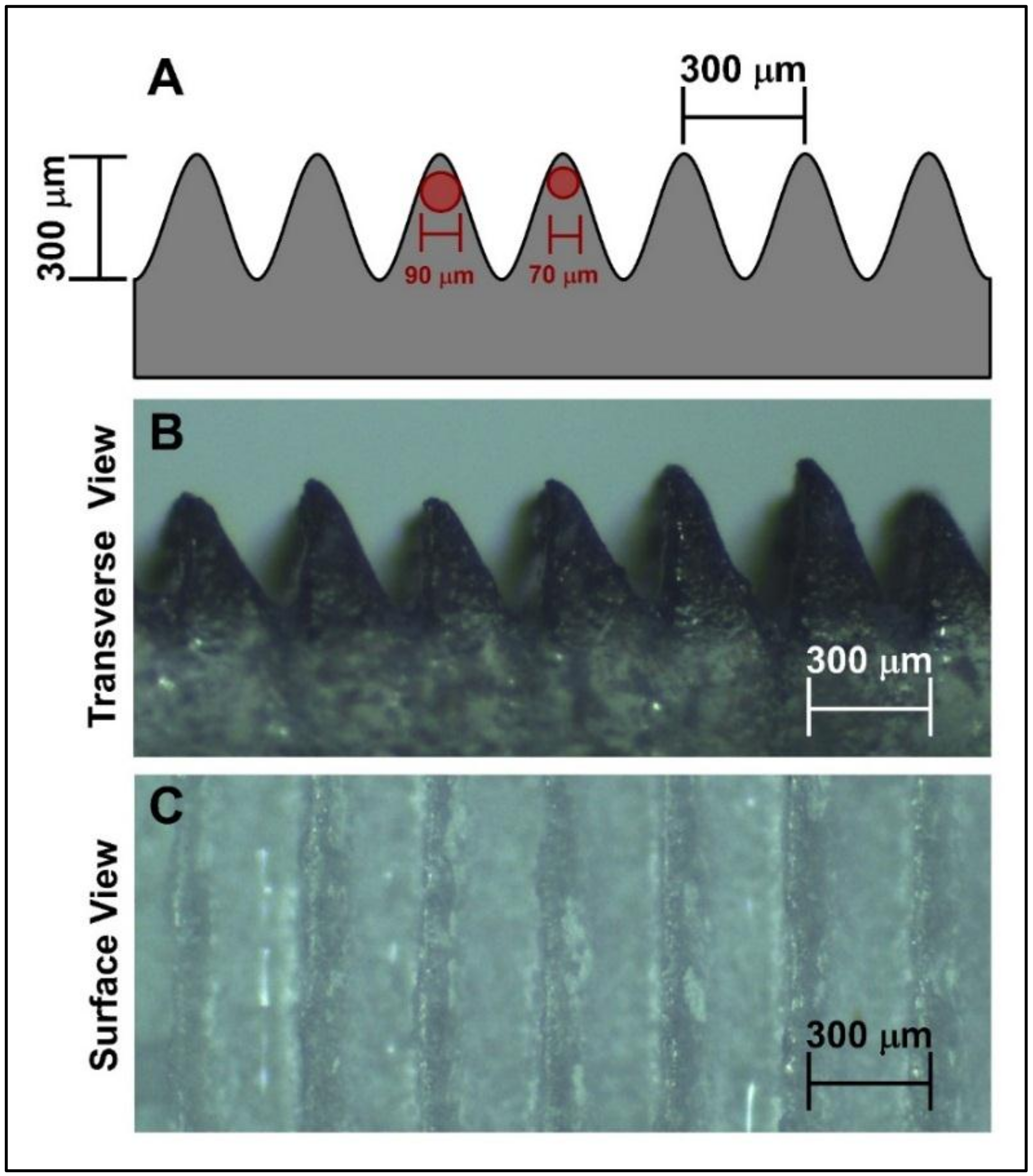Foods 09 00185 g001 Foods 09 00185 g001