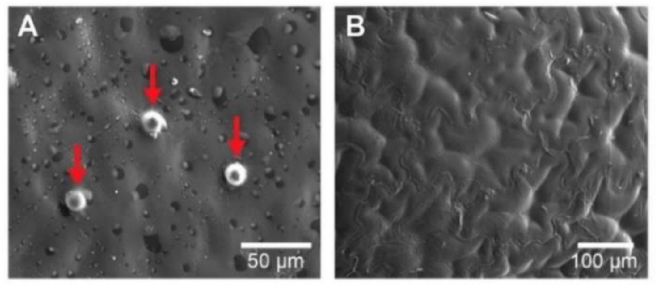 Foods 09 00343 g003 Foods 09 00343 g003