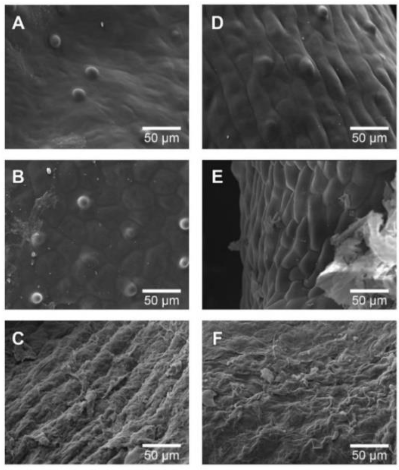 Foods 09 00343 g004 Foods 09 00343 g004