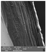 Foods 09 00357 i007 Foods 09 00357 i007