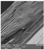 Foods 09 00357 i008 Foods 09 00357 i008