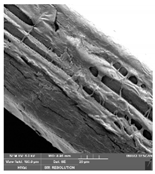 Foods 09 00357 i013 Foods 09 00357 i013