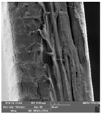 Foods 09 00357 i014 Foods 09 00357 i014