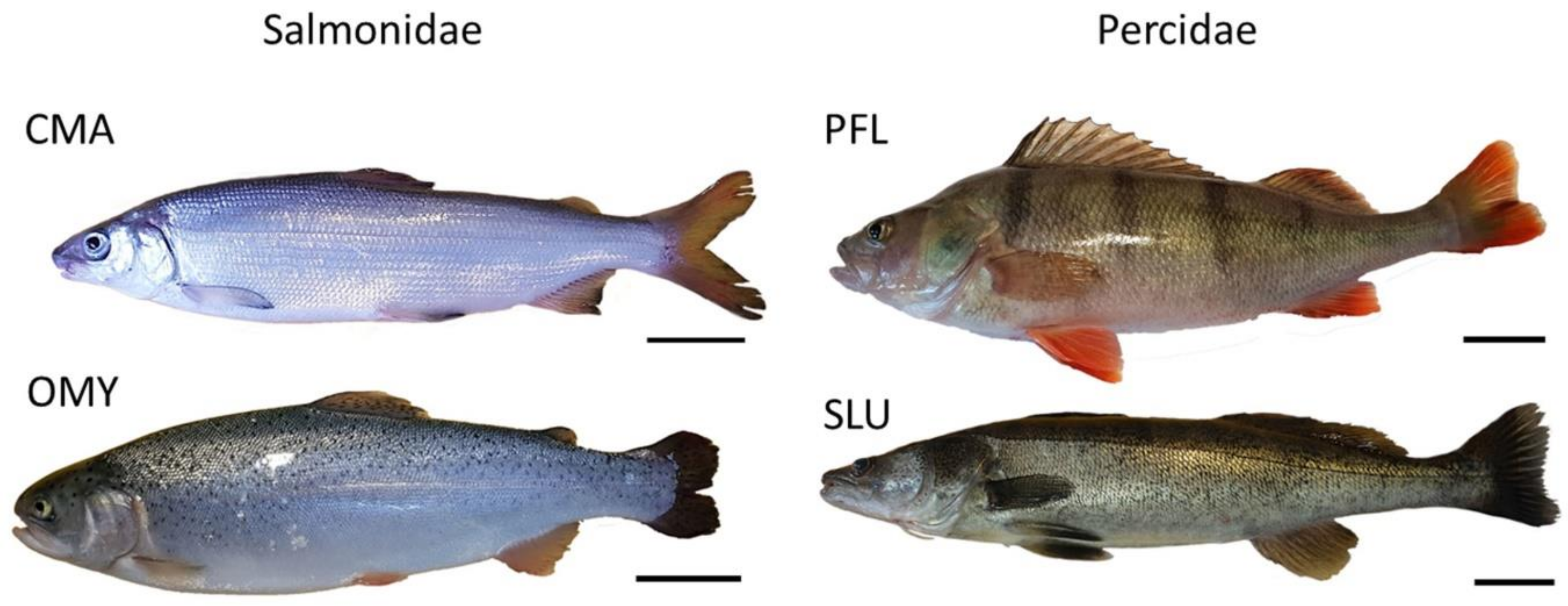 Foods 09 00388 g001 Foods 09 00388 g001