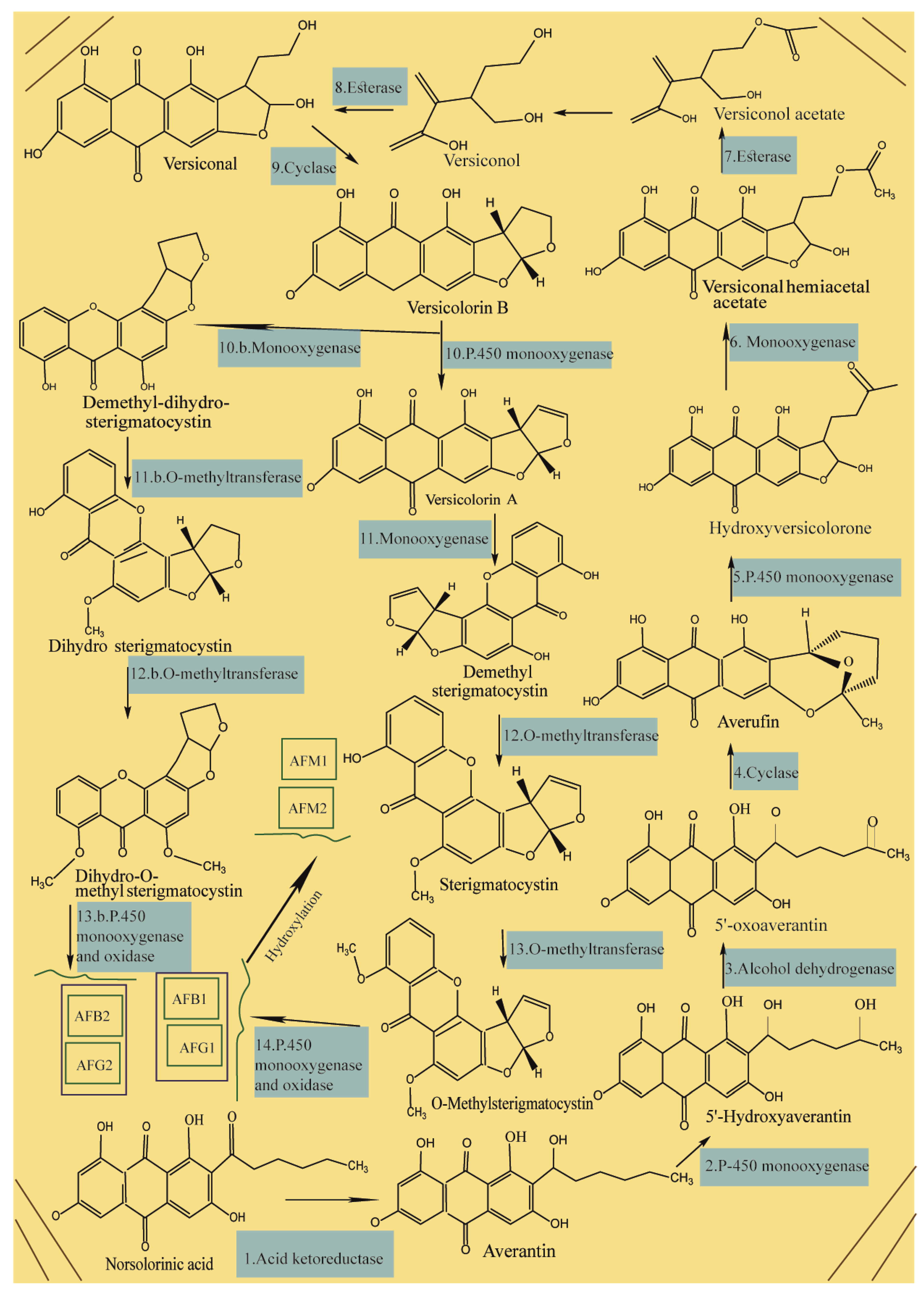 Foods 09 00644 g001 Foods 09 00644 g001