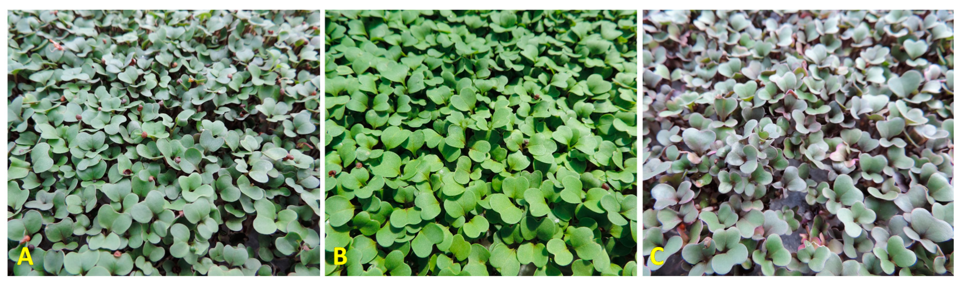 Foods 09 00677 g001 Foods 09 00677 g001