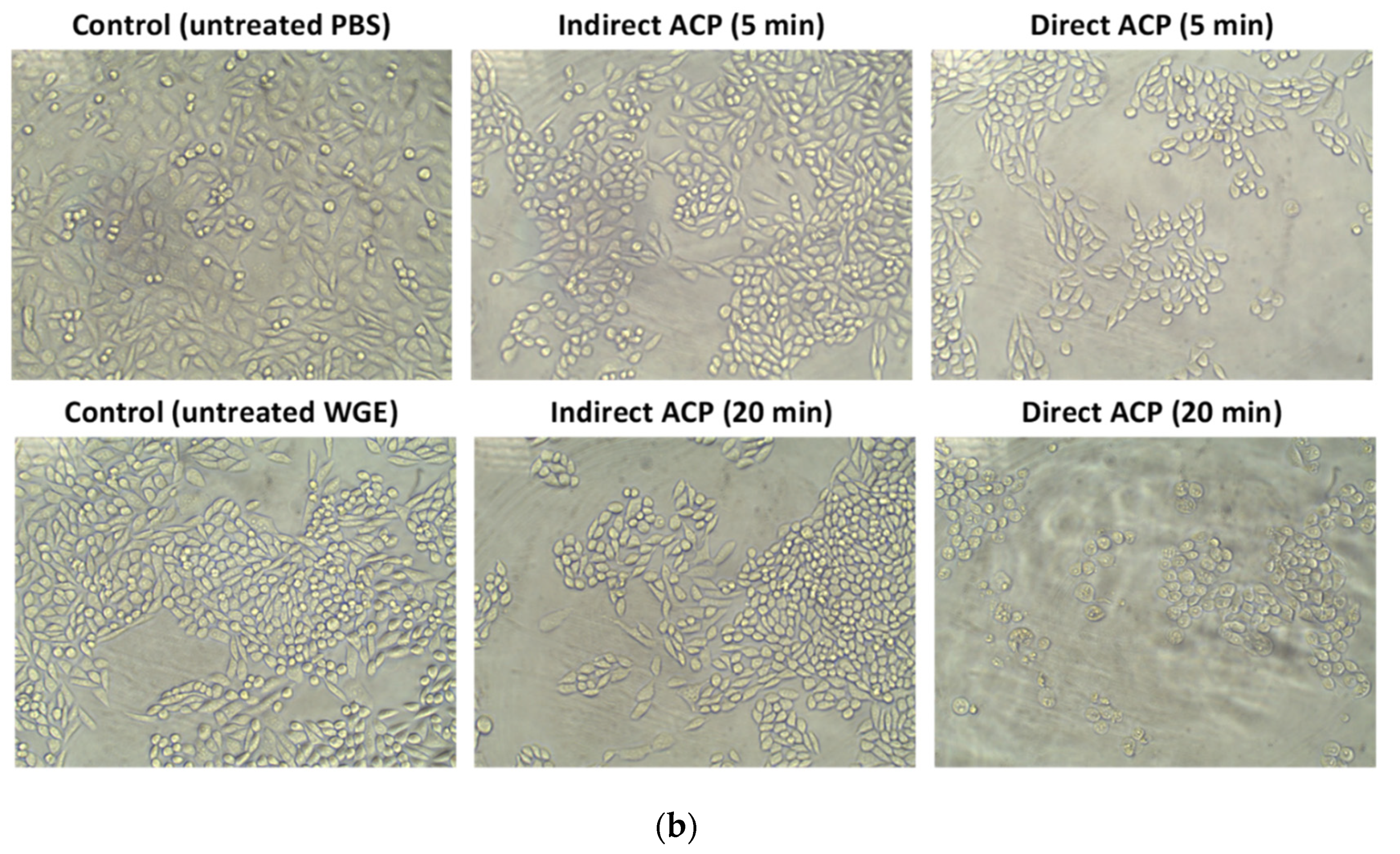 Foods 09 00898 g003b