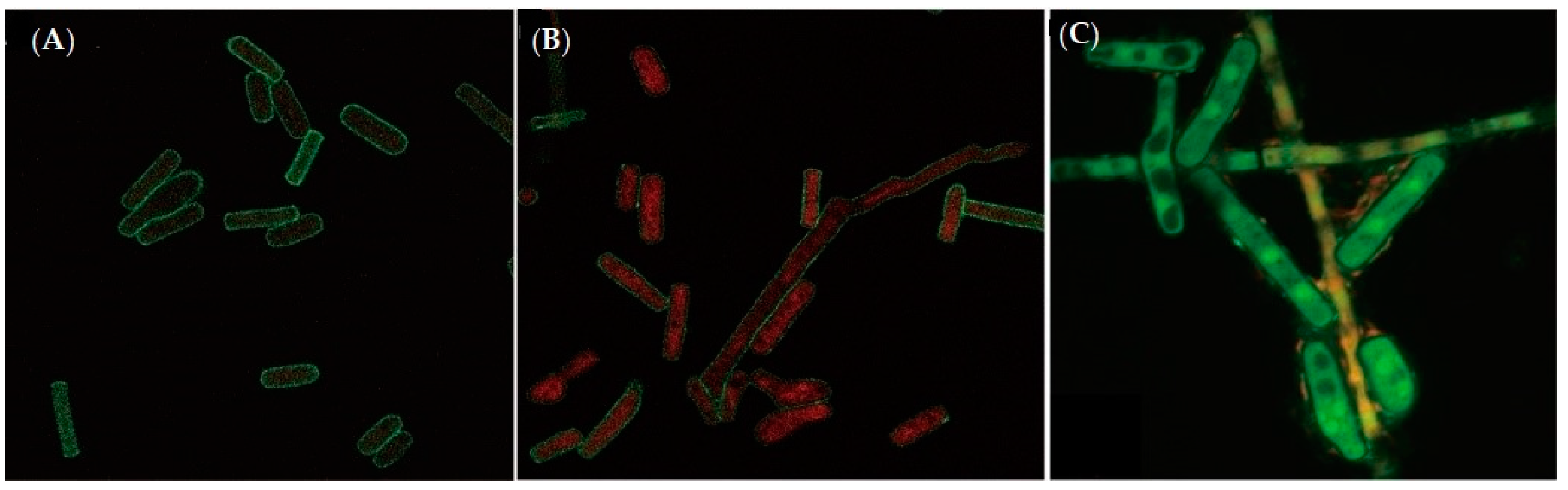 Foods 09 00912 g003 Foods 09 00912 g003