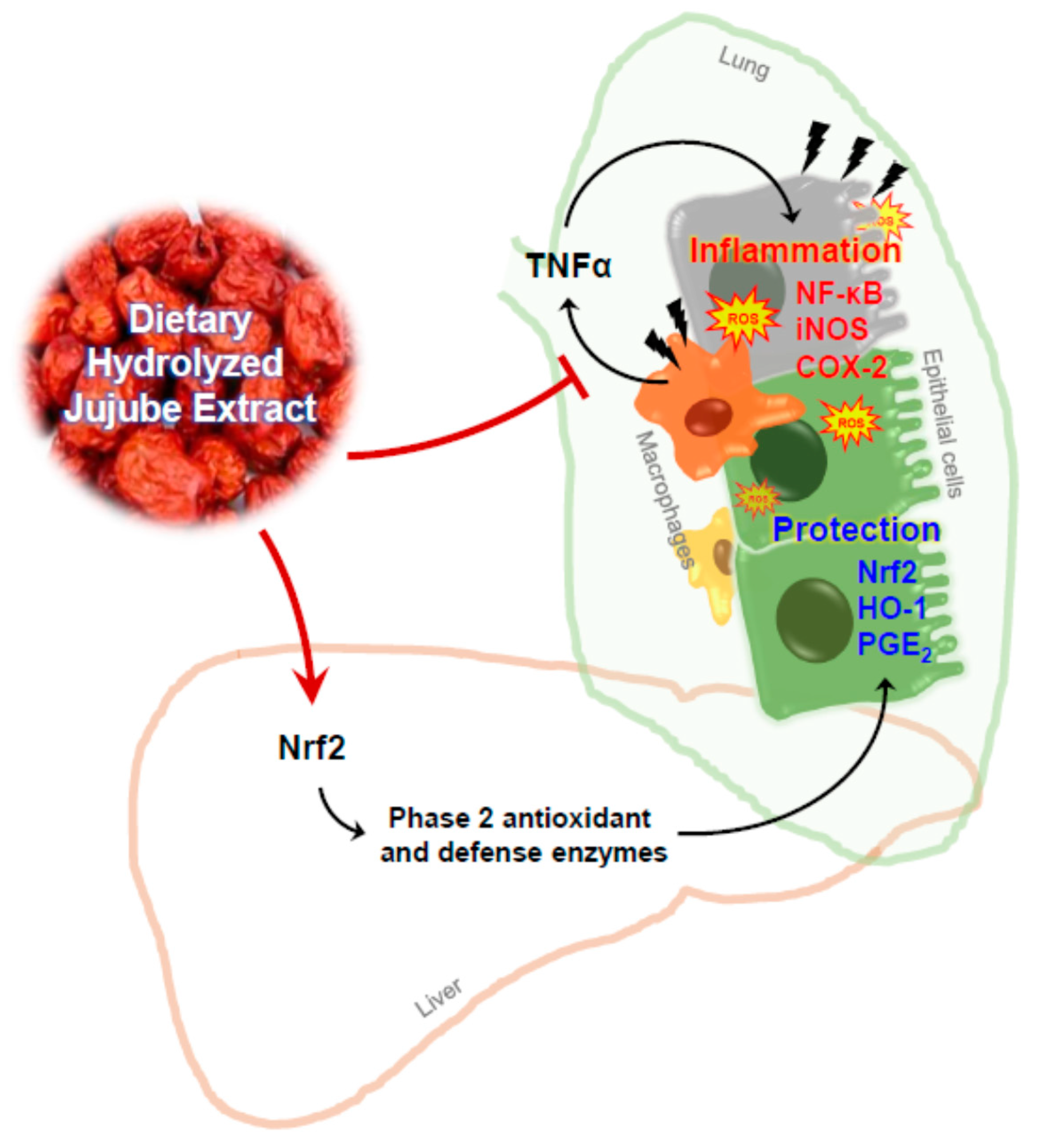 Foods 09 01033 g008 Foods 09 01033 g008