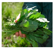 Foods 09 01761 i001 Foods 09 01761 i001