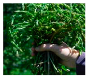 Foods 09 01761 i006 Foods 09 01761 i006