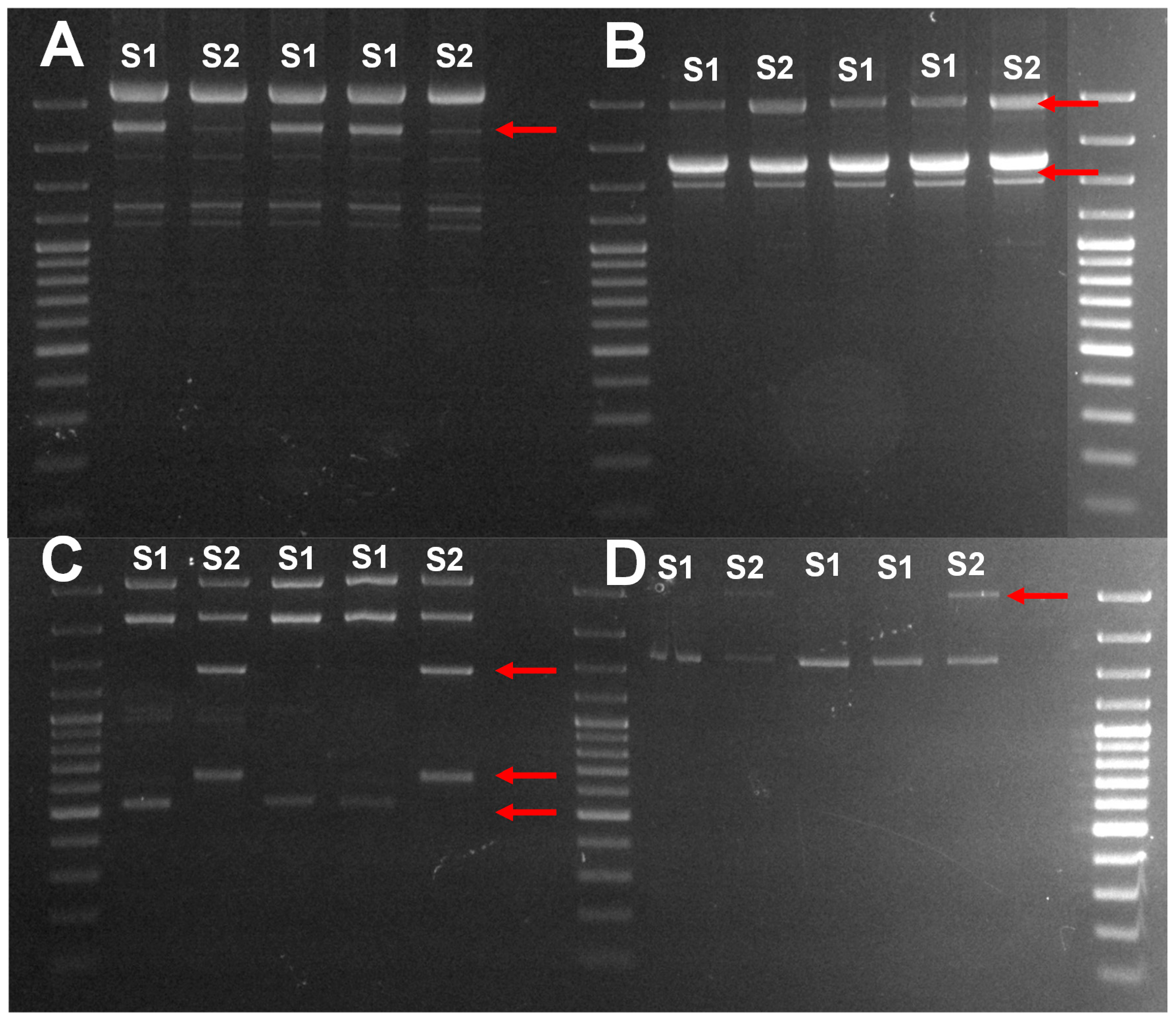 Foods 09 01864 g001 Foods 09 01864 g001