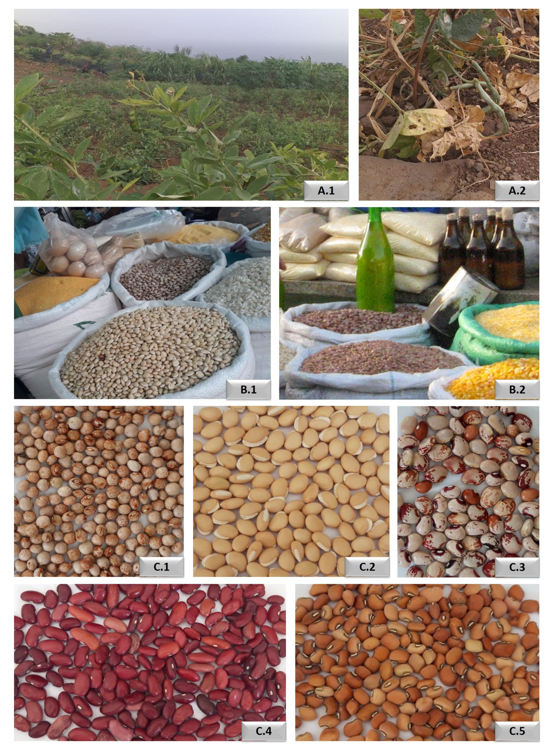 Foods 10 00206 g001 Foods 10 00206 g001