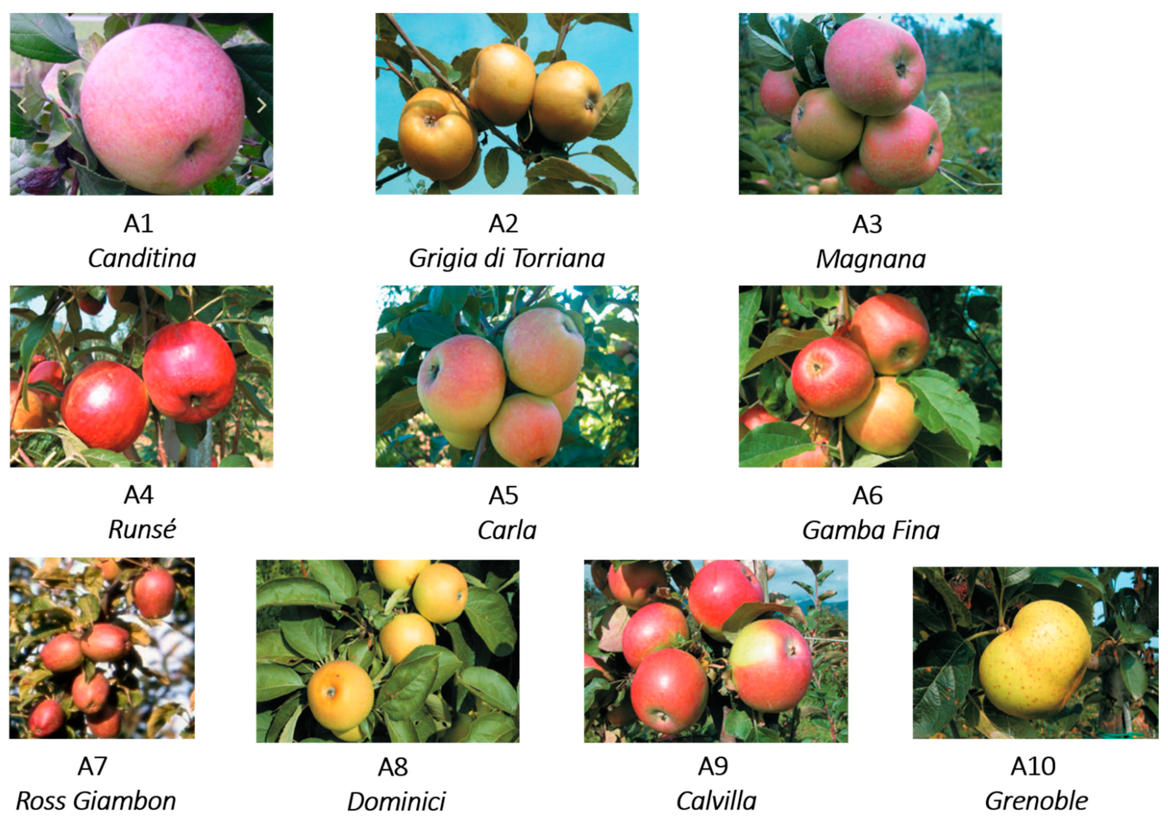 Foods 10 00289 g001 Foods 10 00289 g001