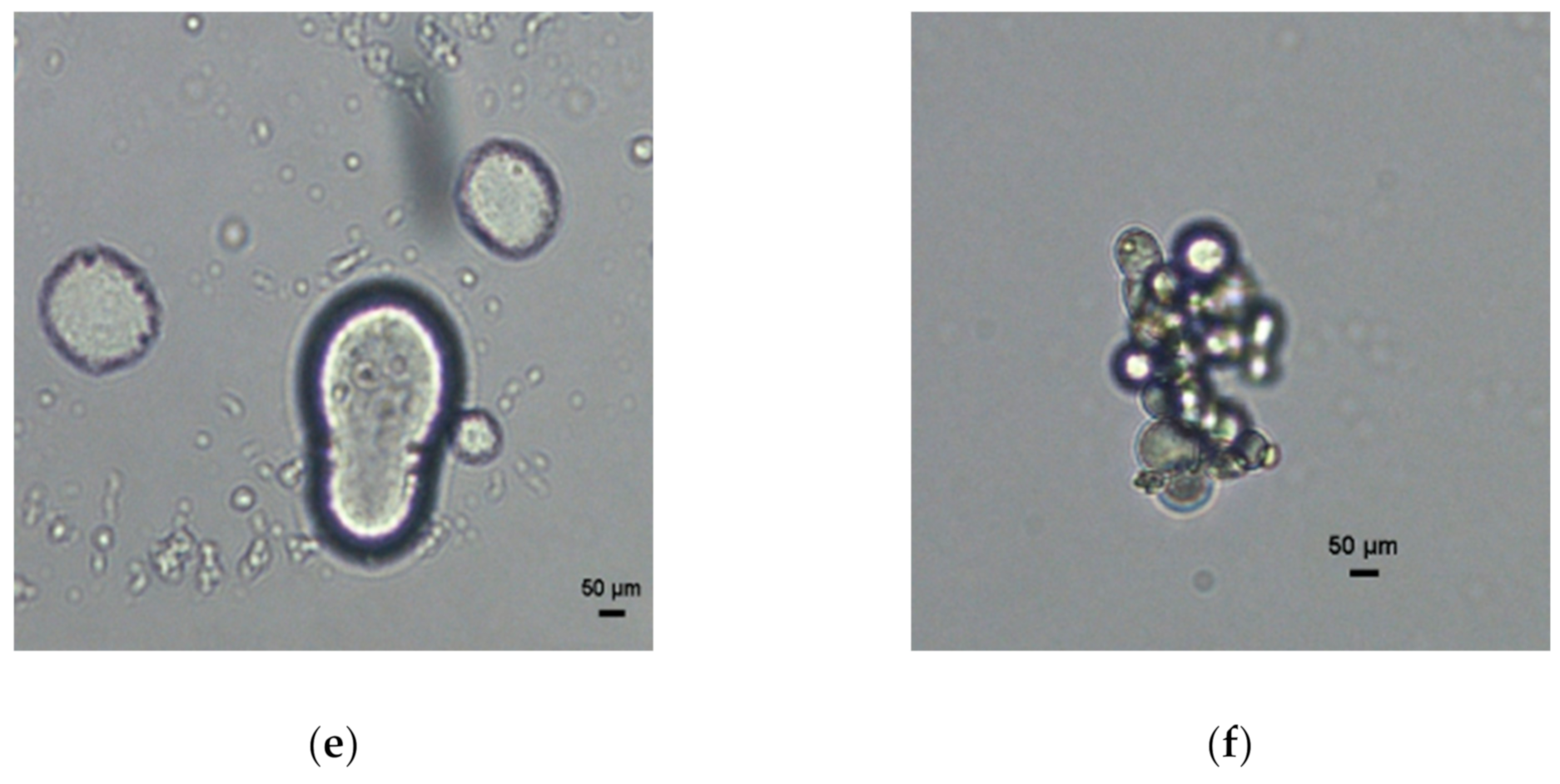 Foods 10 00358 g001b