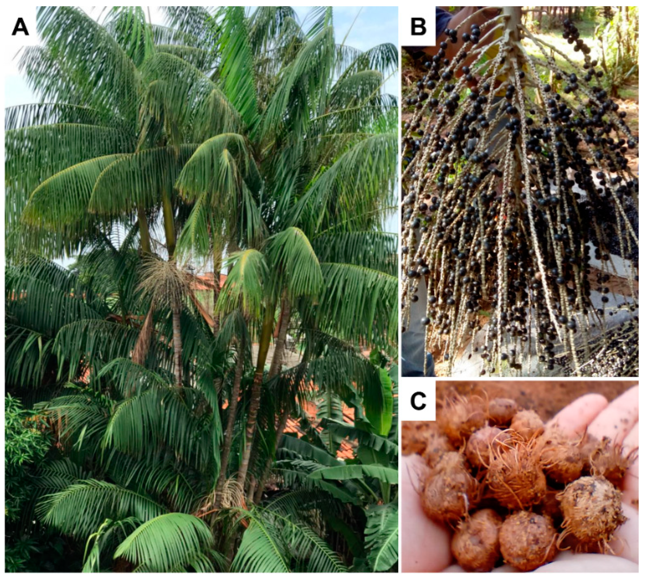 Foods 10 01014 g001 Foods 10 01014 g001