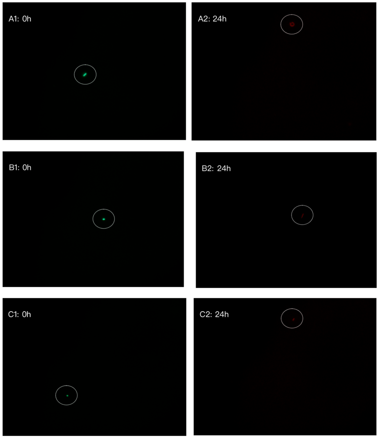 Foods 10 01305 g004a Foods 10 01305 g004a