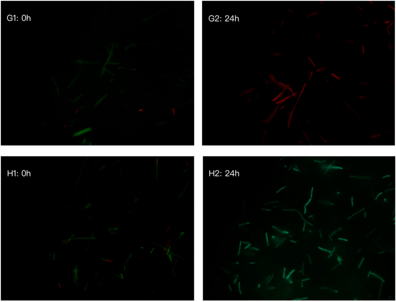 Foods 10 01305 g004c Foods 10 01305 g004c