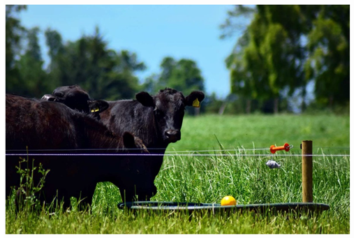 Foods 10 01482 i003 Foods 10 01482 i003