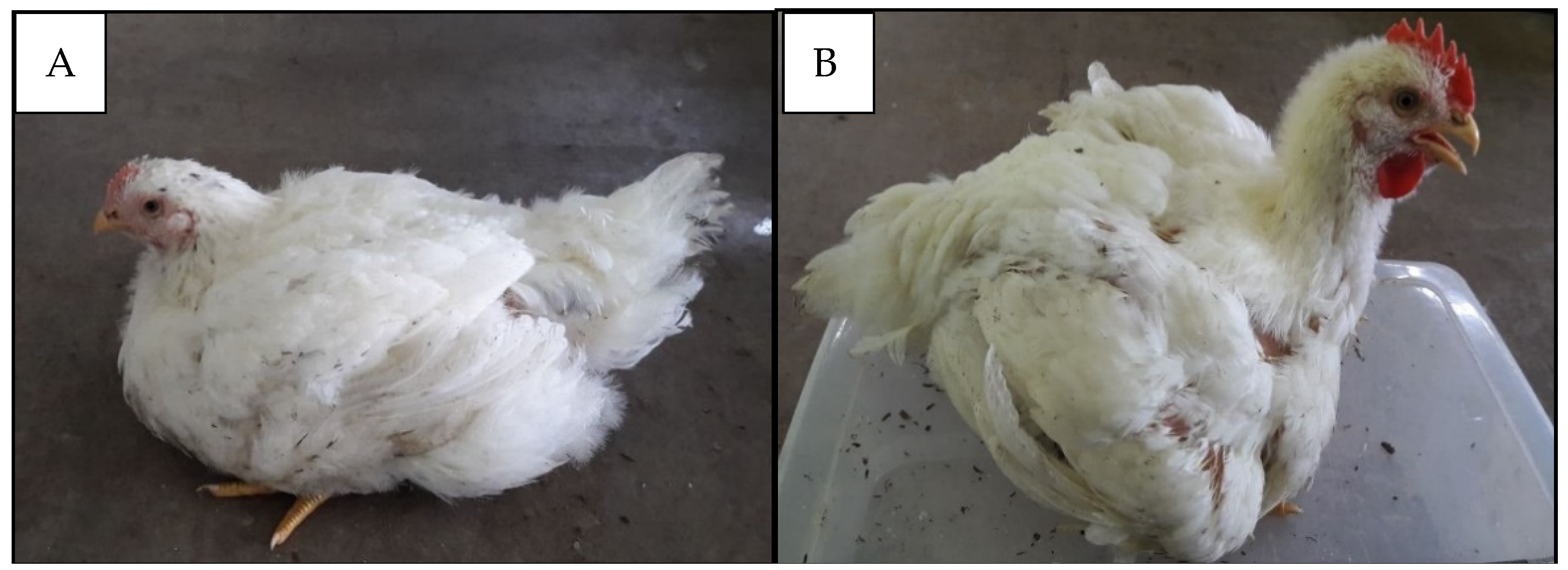 Foods 10 01575 g001a