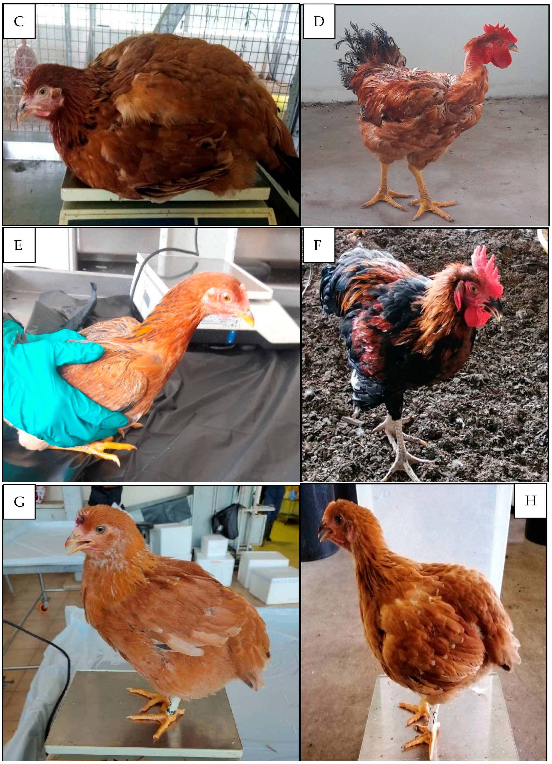 Foods 10 01575 g001b