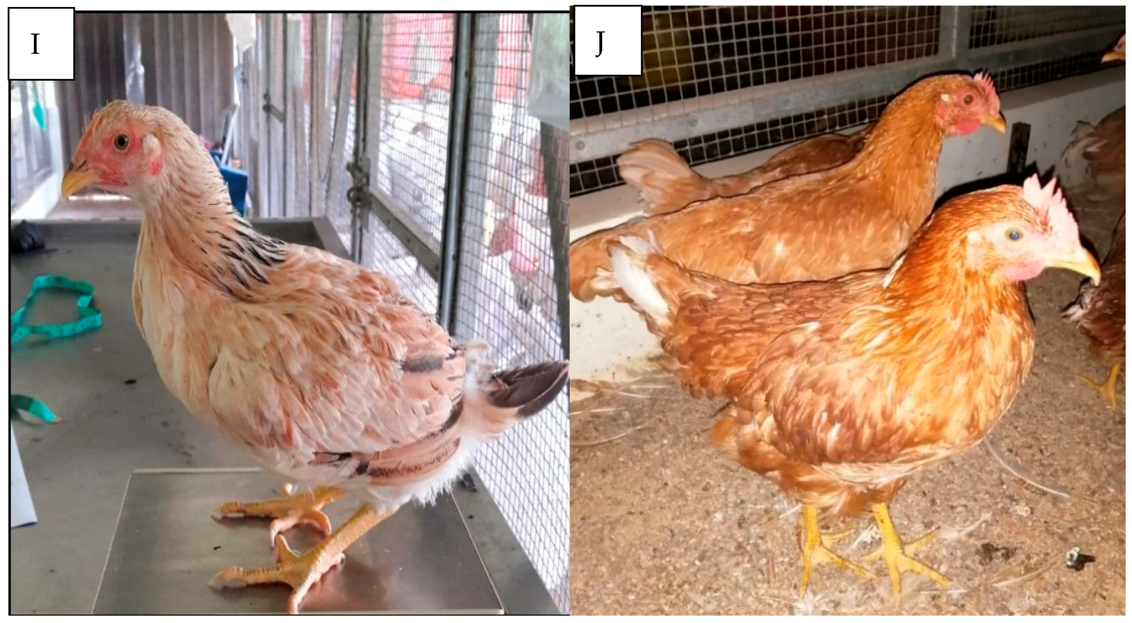 Foods 10 01575 g001c