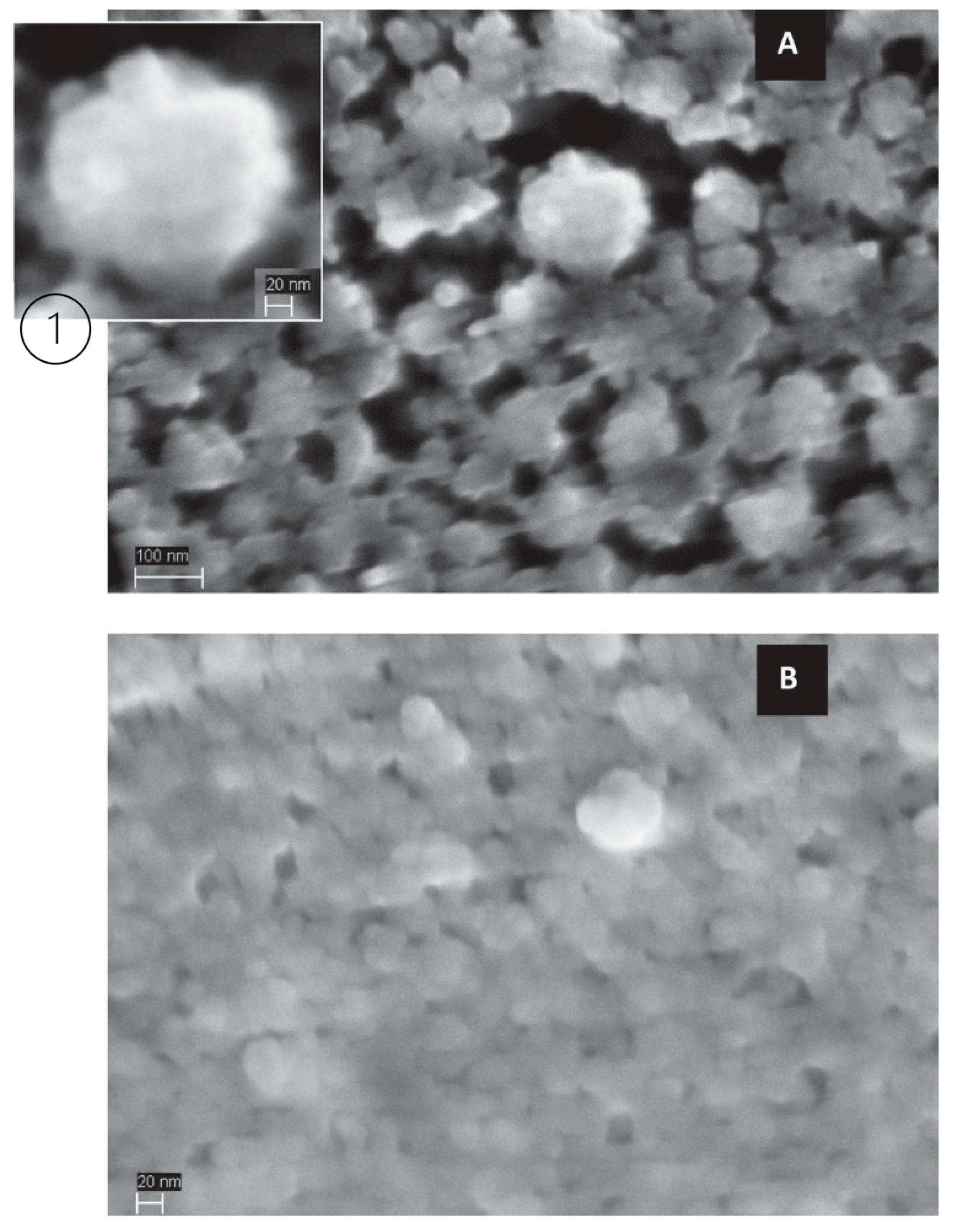 Foods 10 01867 g005a