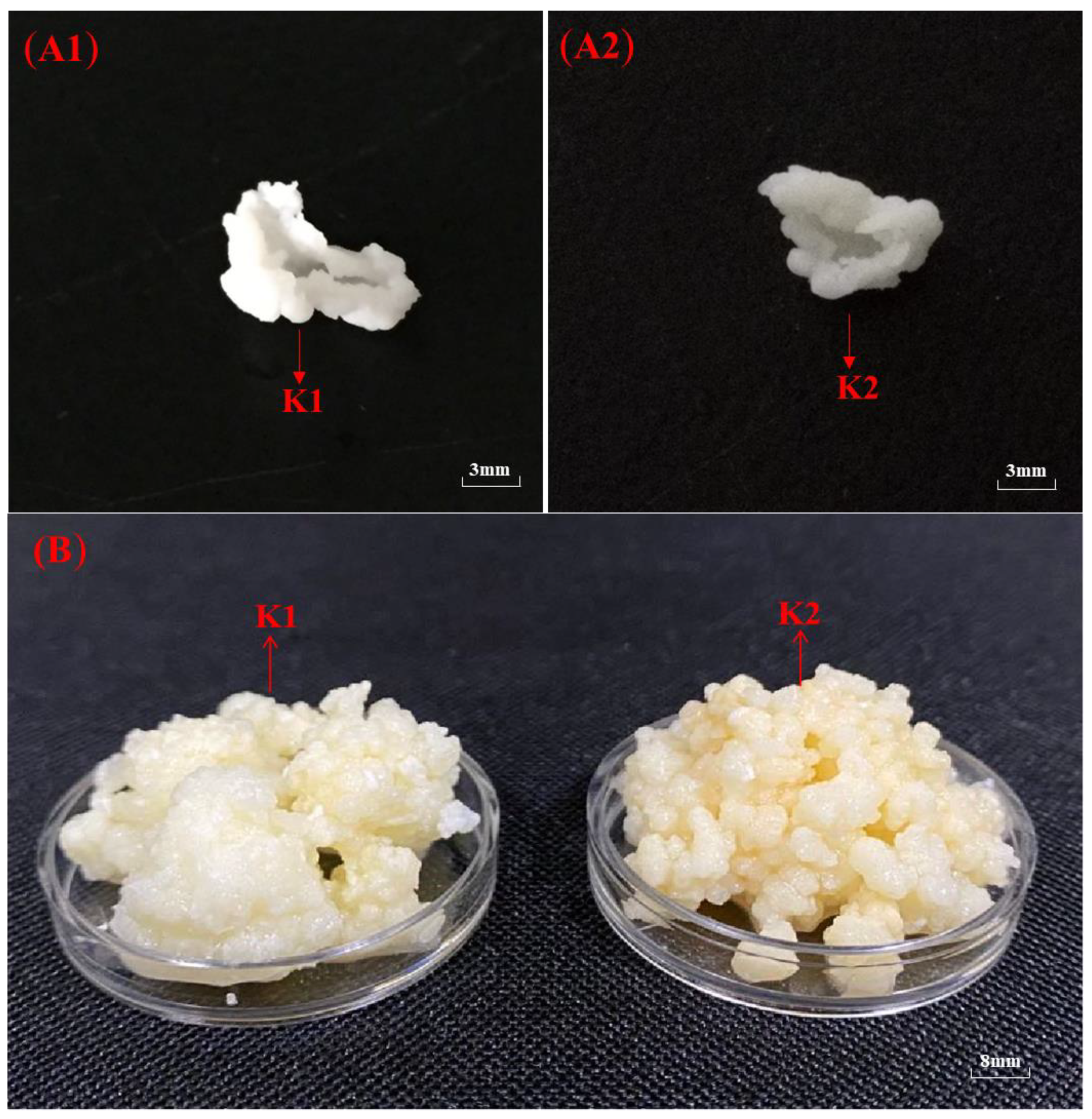 Foods 11 00012 g001a