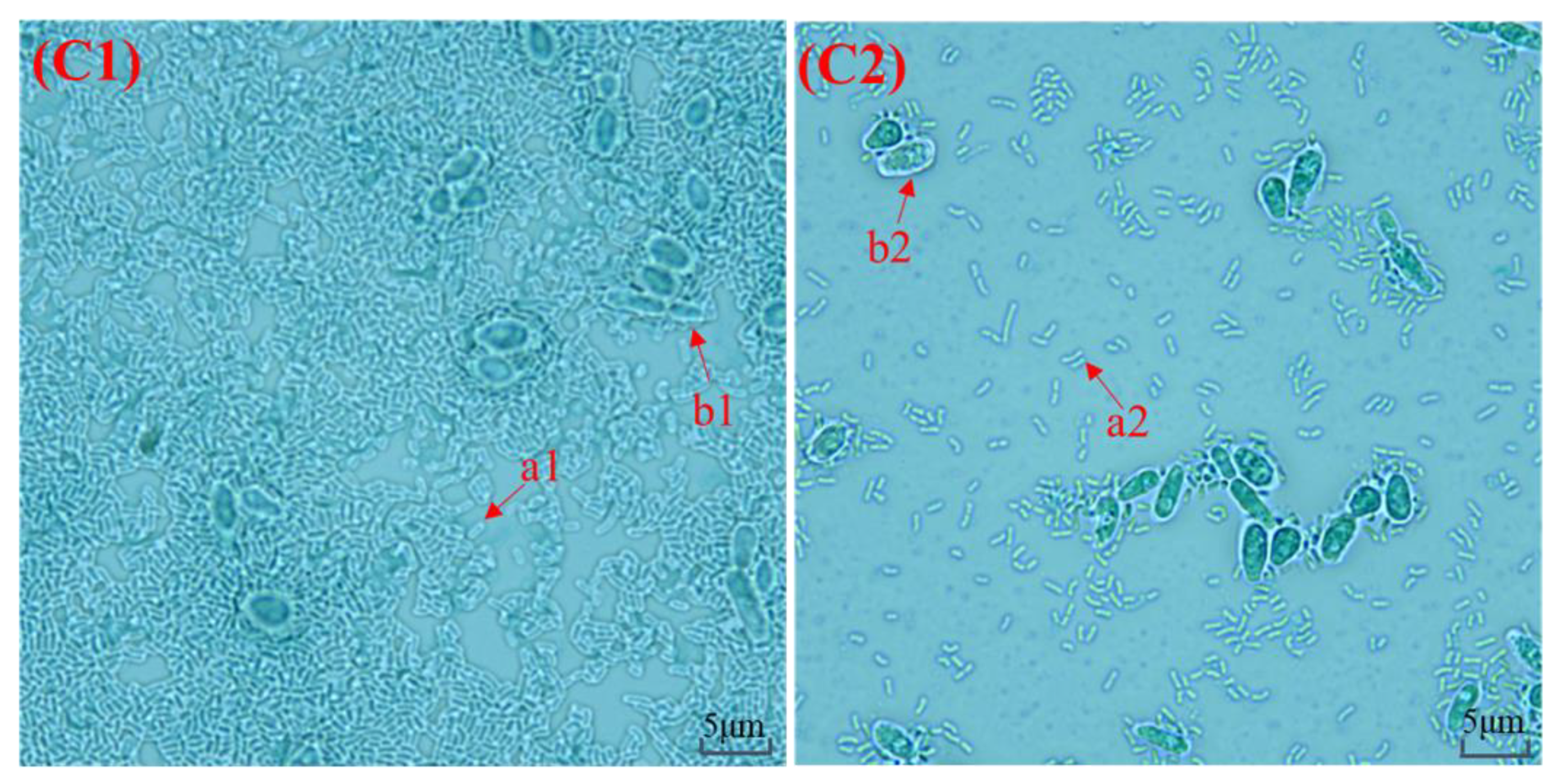 Foods 11 00012 g001b
