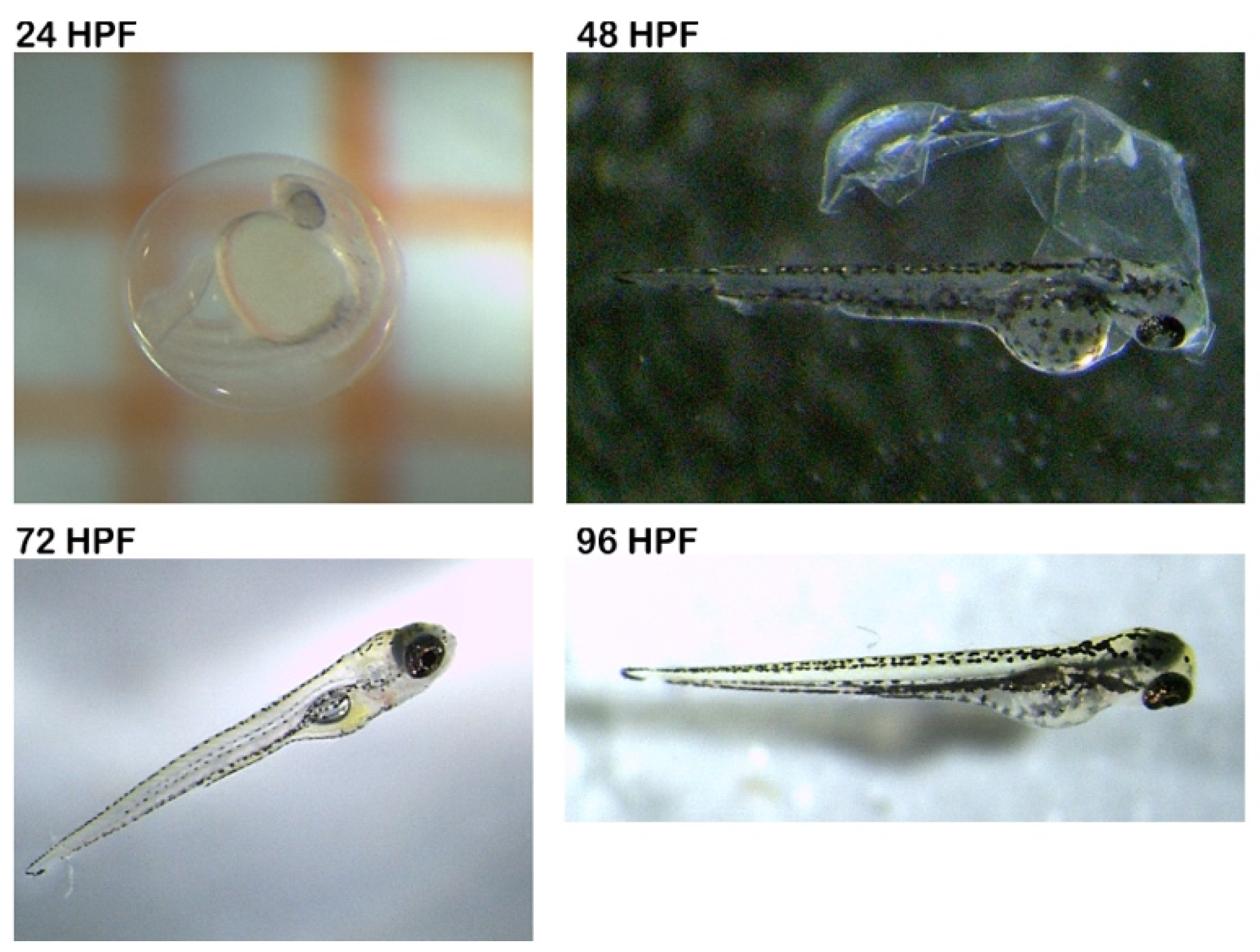 Foods 11 00538 g001 Foods 11 00538 g001