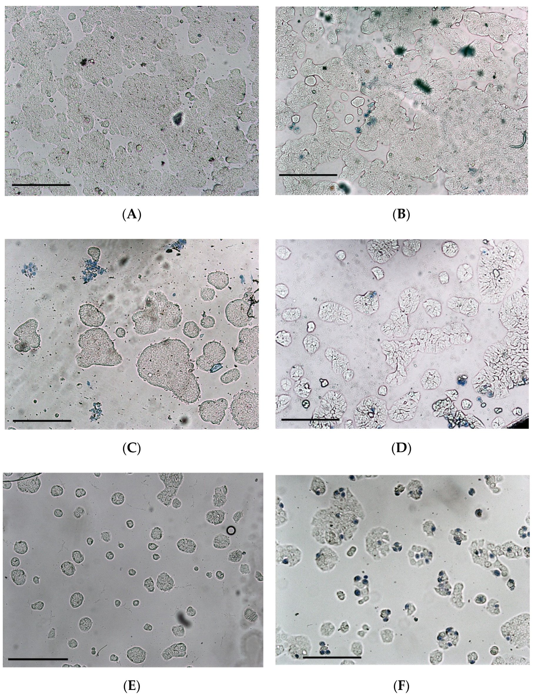 Foods 11 00745 g004a