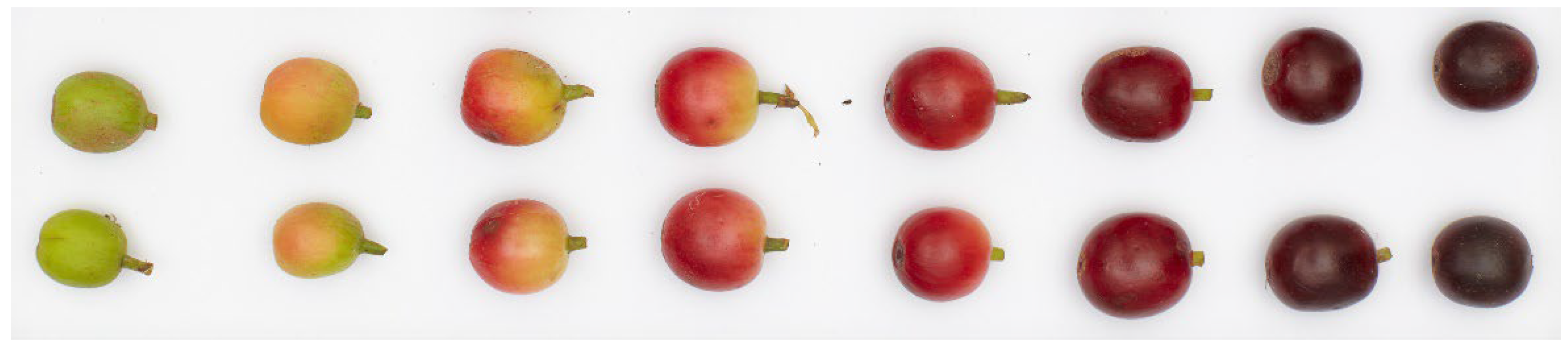 Foods 11 01907 g006 Foods 11 01907 g006