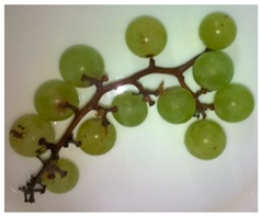 Foods 11 02216 i001 Foods 11 02216 i001