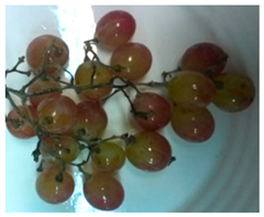 Foods 11 02216 i003 Foods 11 02216 i003