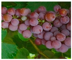 Foods 11 02216 i005 Foods 11 02216 i005