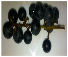 Foods 11 02216 i009 Foods 11 02216 i009