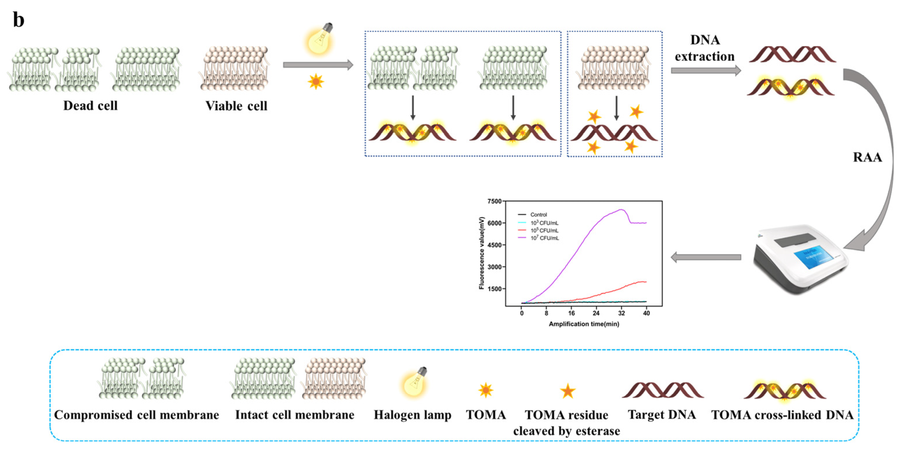 Foods 11 02375 g001b