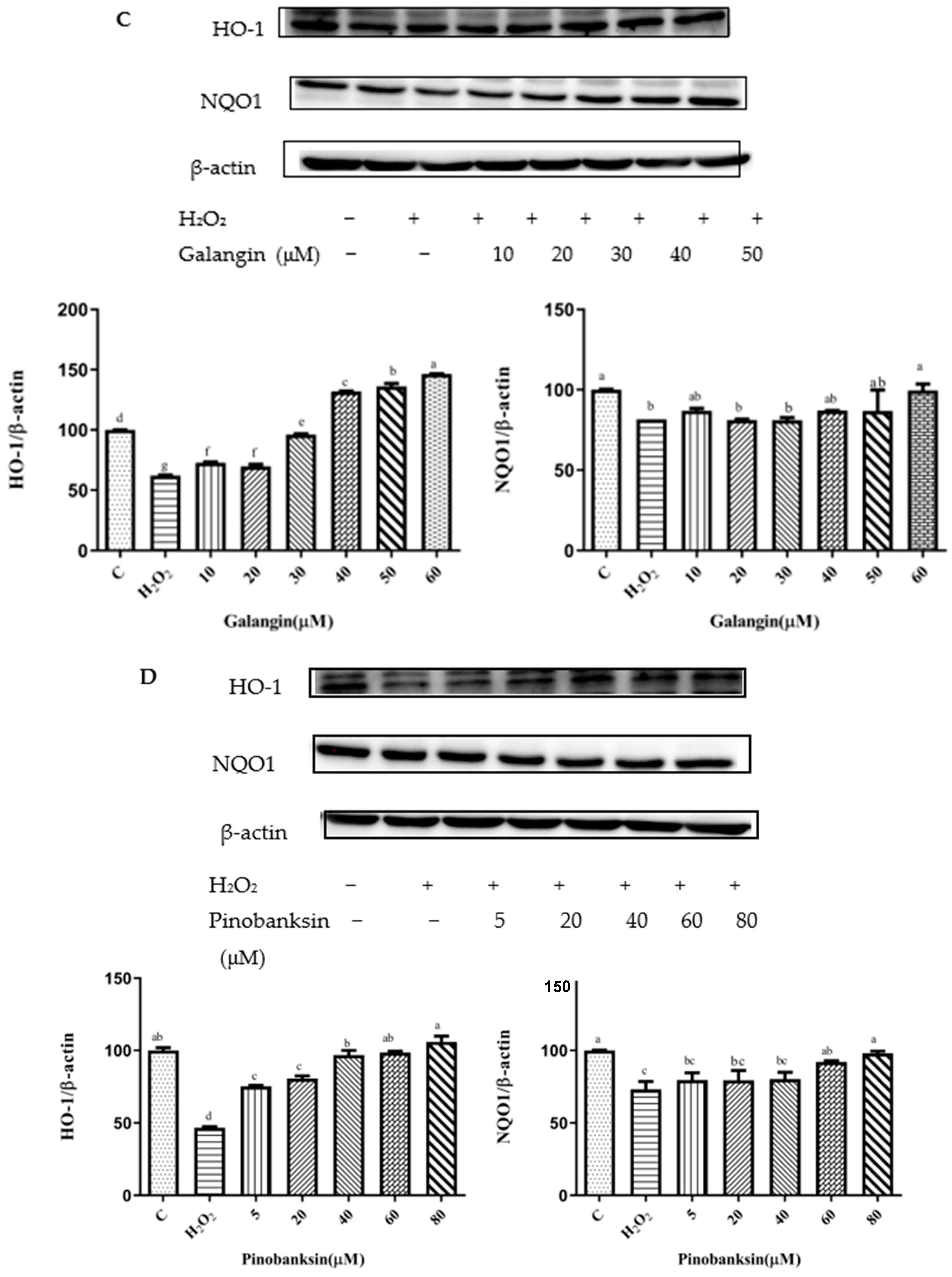 Foods 11 02439 g006b