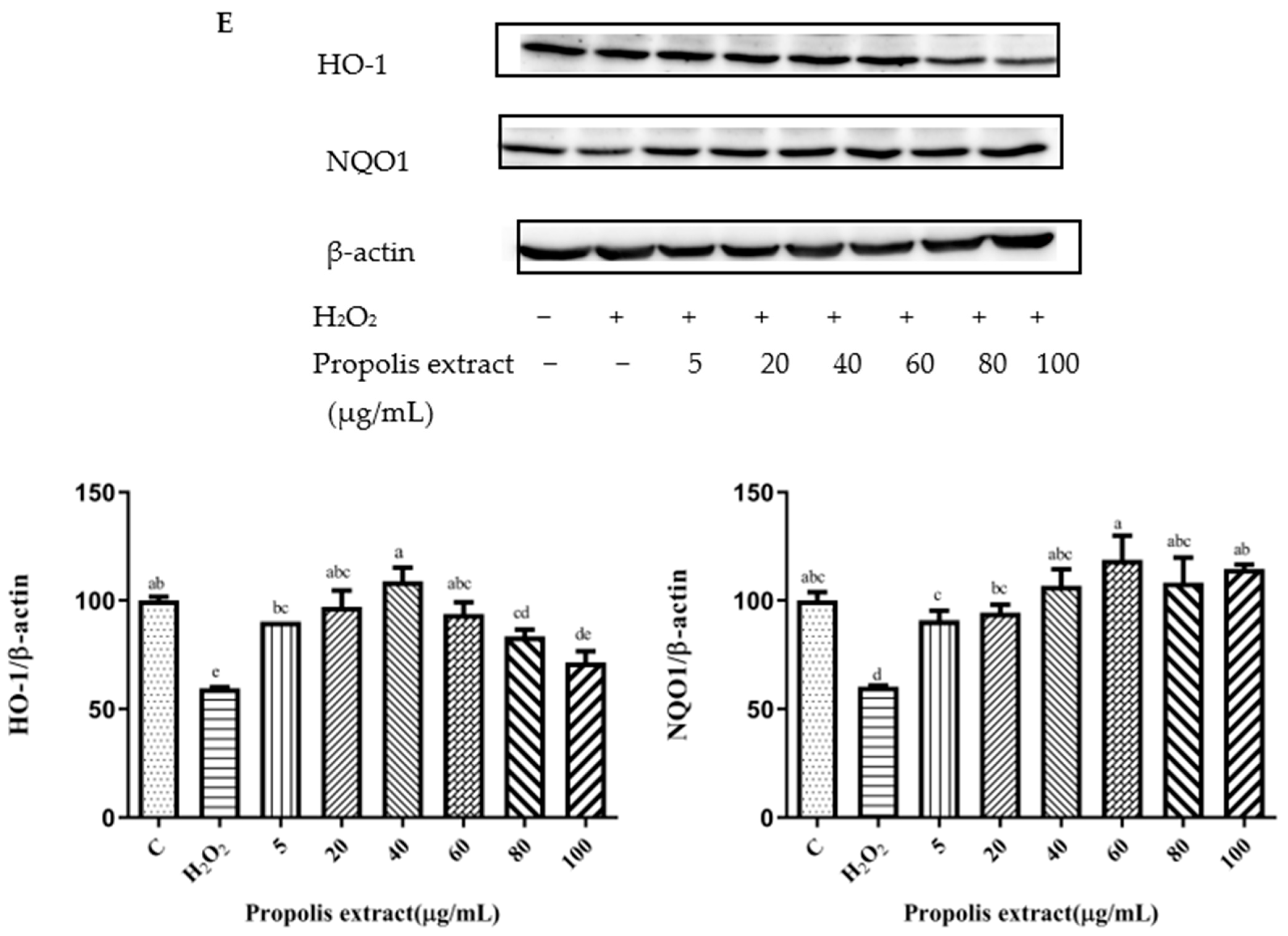 Foods 11 02439 g006c