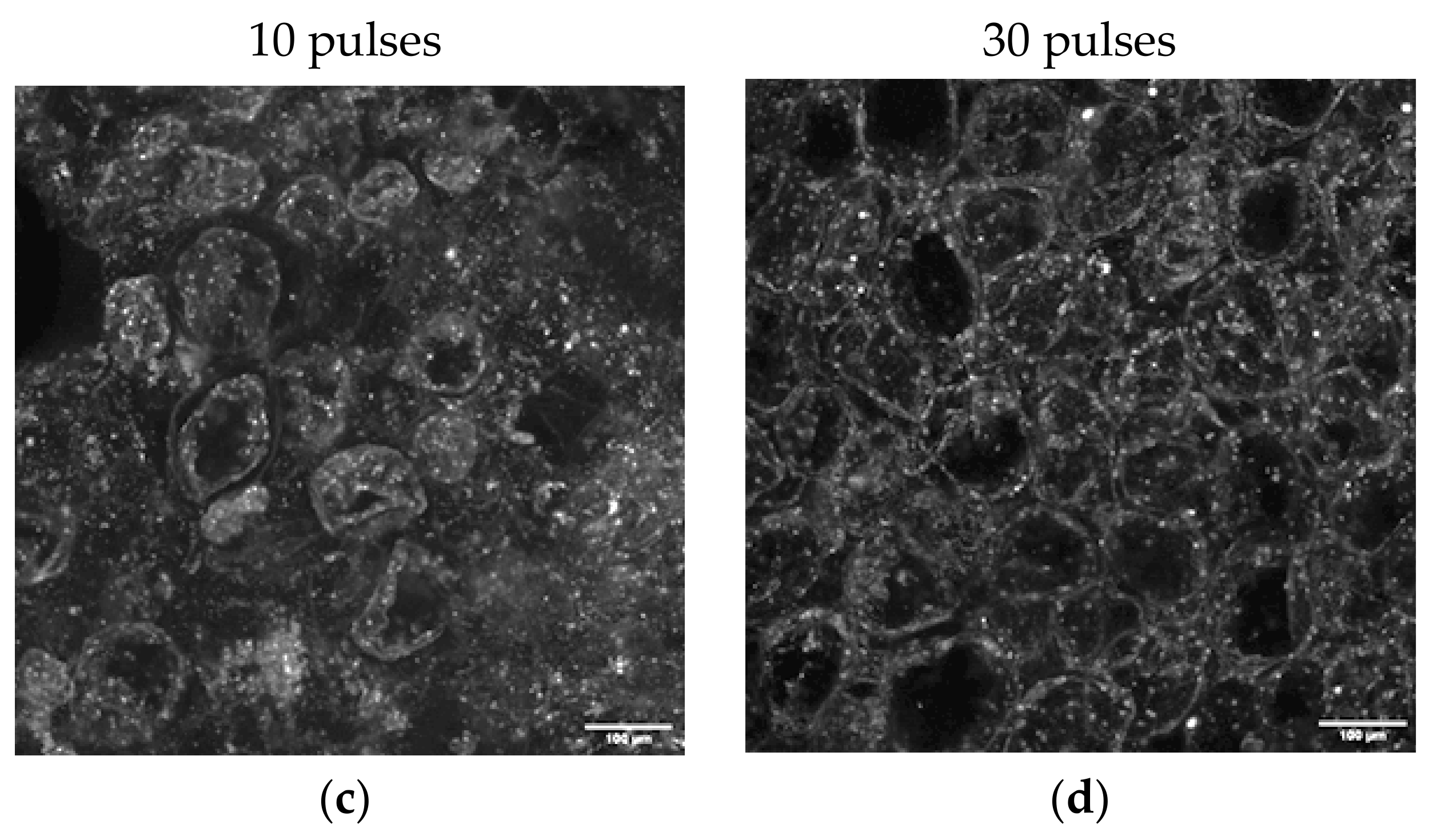 Foods 11 02551 g006b