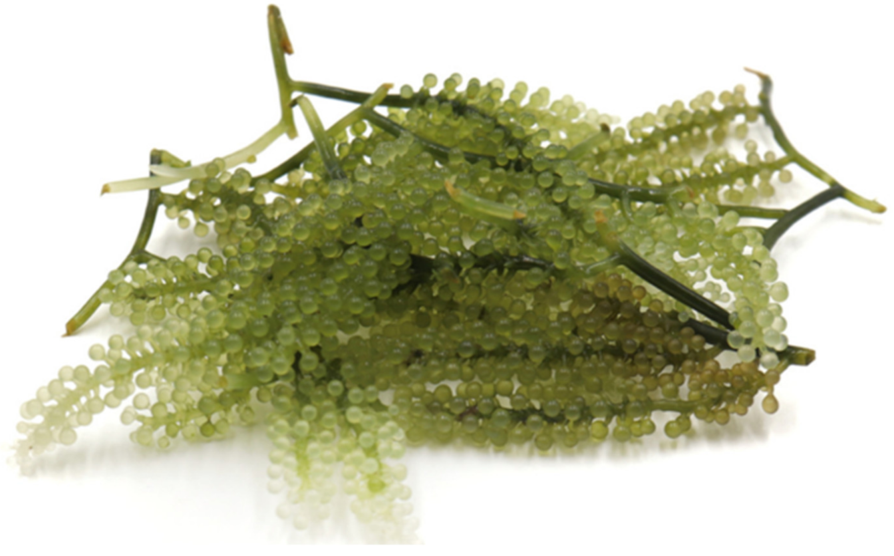 Foods 11 02832 g001 Foods 11 02832 g001