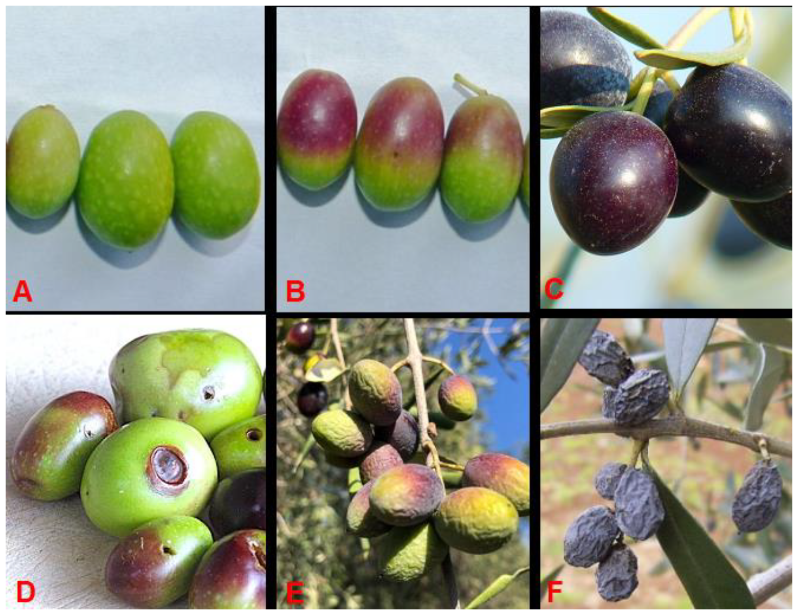 Foods 11 03391 g001 Foods 11 03391 g001