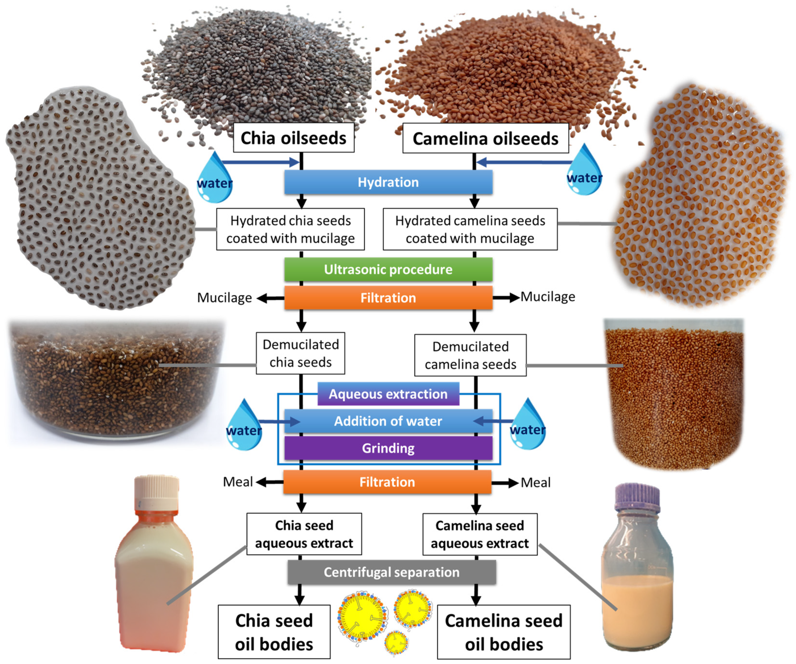 Foods 12 00211 g001 Foods 12 00211 g001