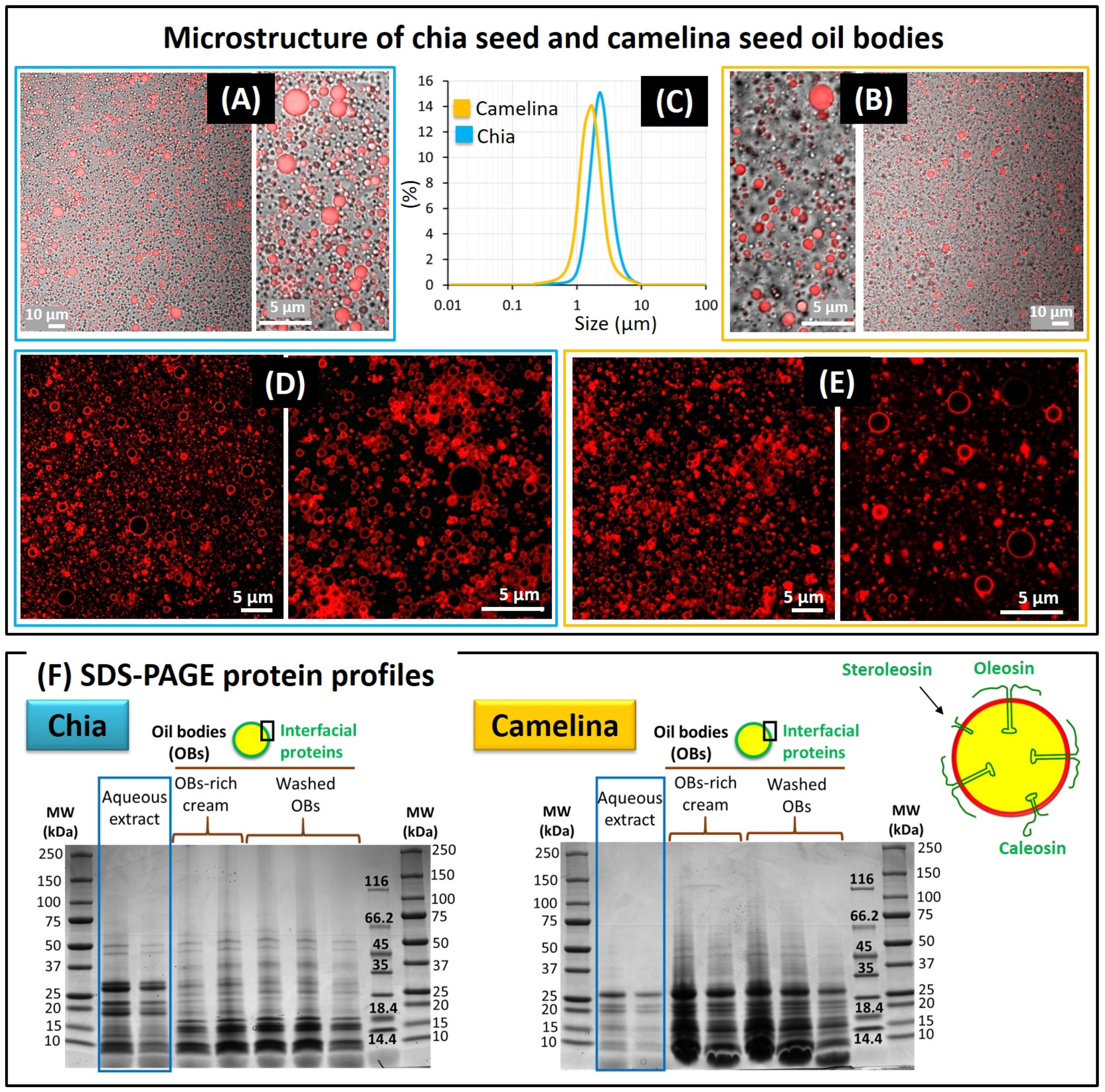 Foods 12 00211 g003 Foods 12 00211 g003