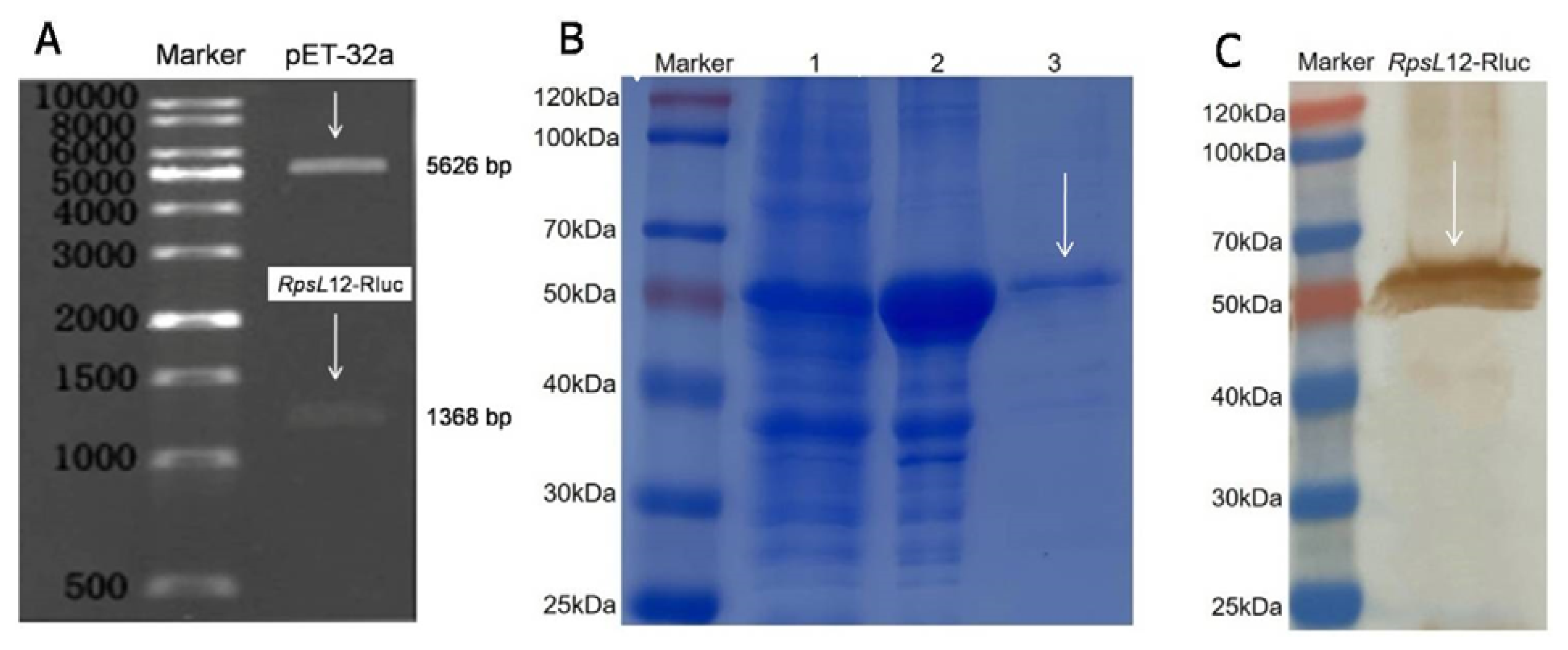 Foods 12 00284 g003 Foods 12 00284 g003