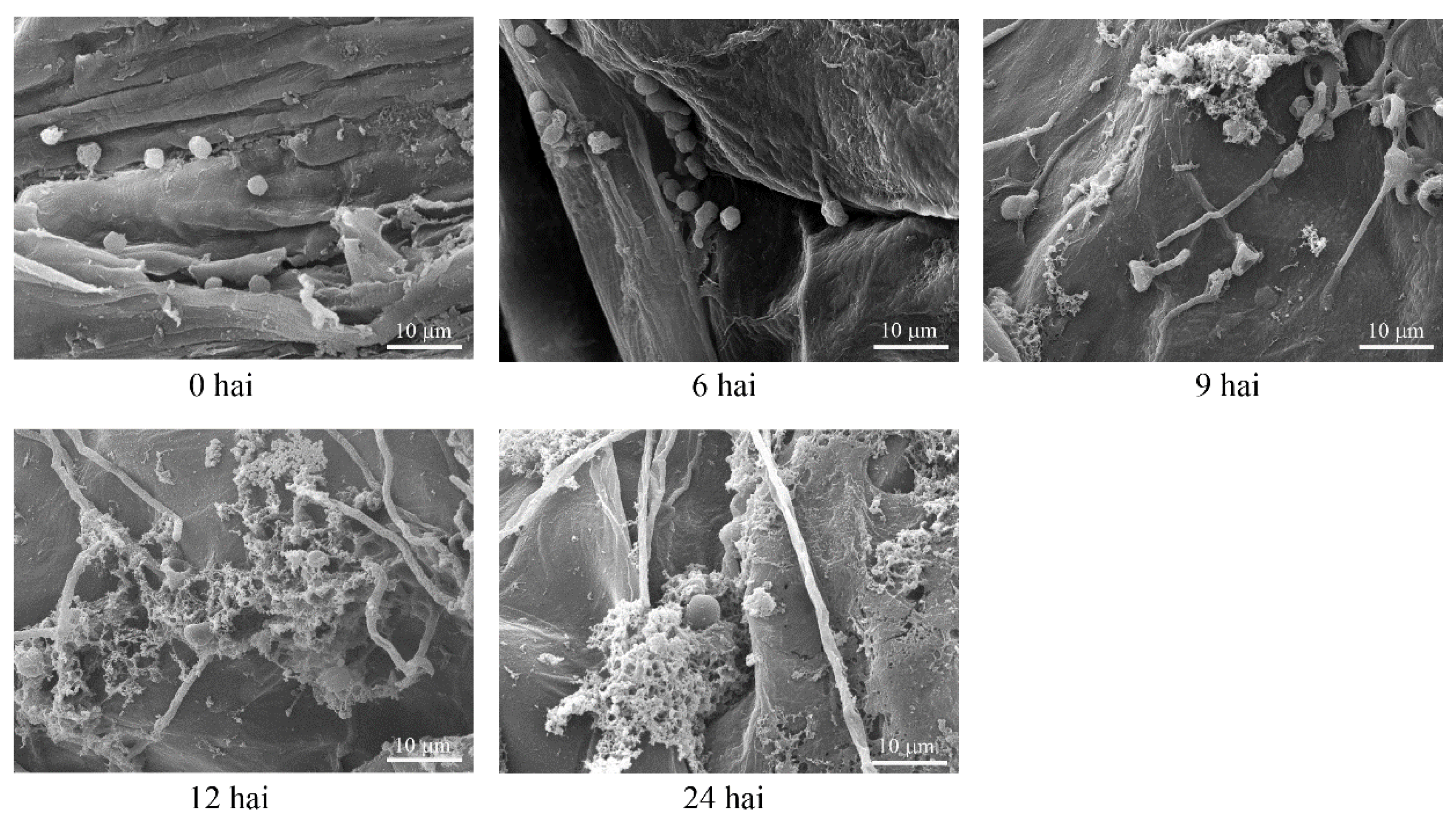 Foods 12 00479 g001 Foods 12 00479 g001