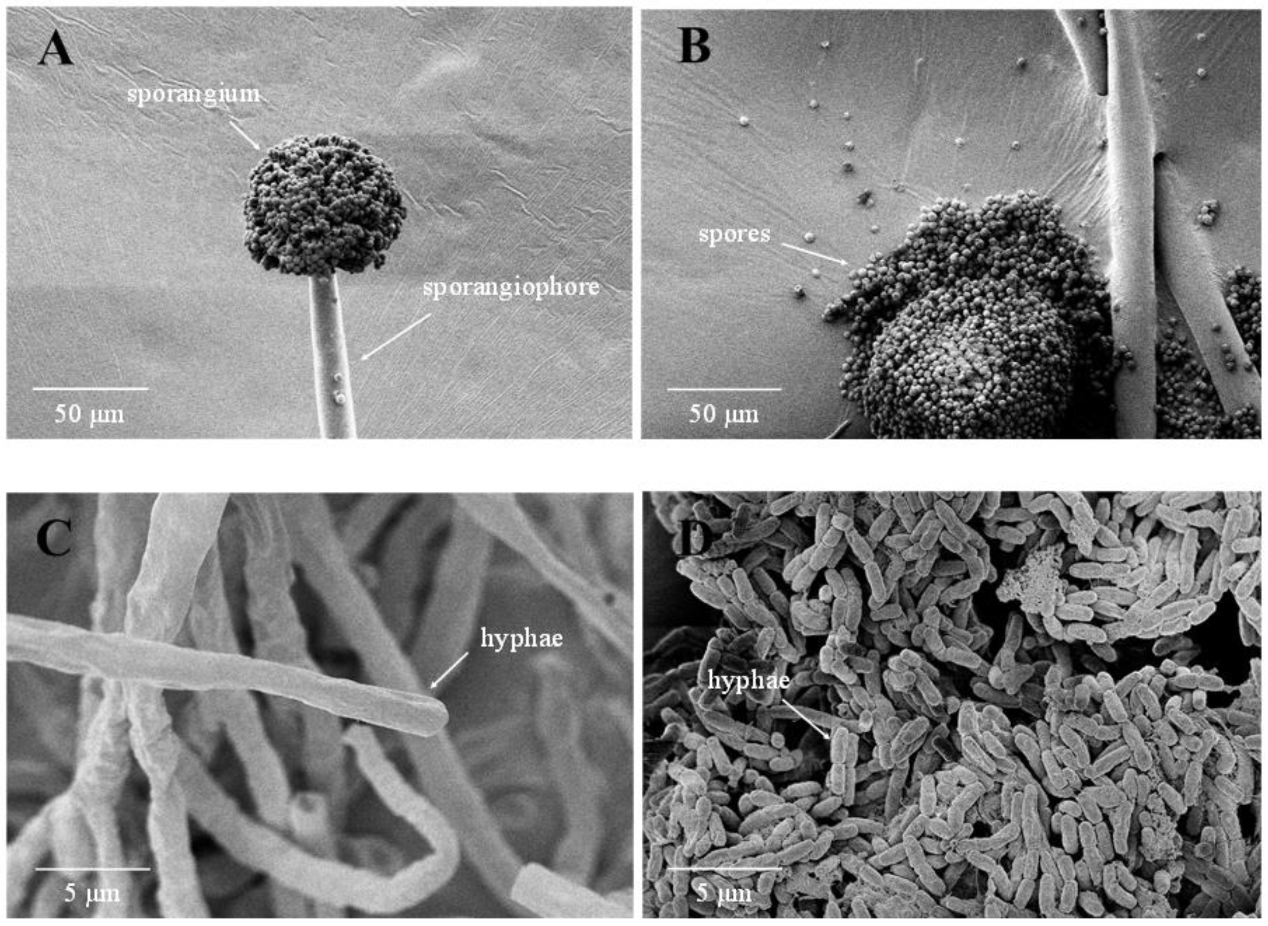 Foods 12 00567 g004 Foods 12 00567 g004