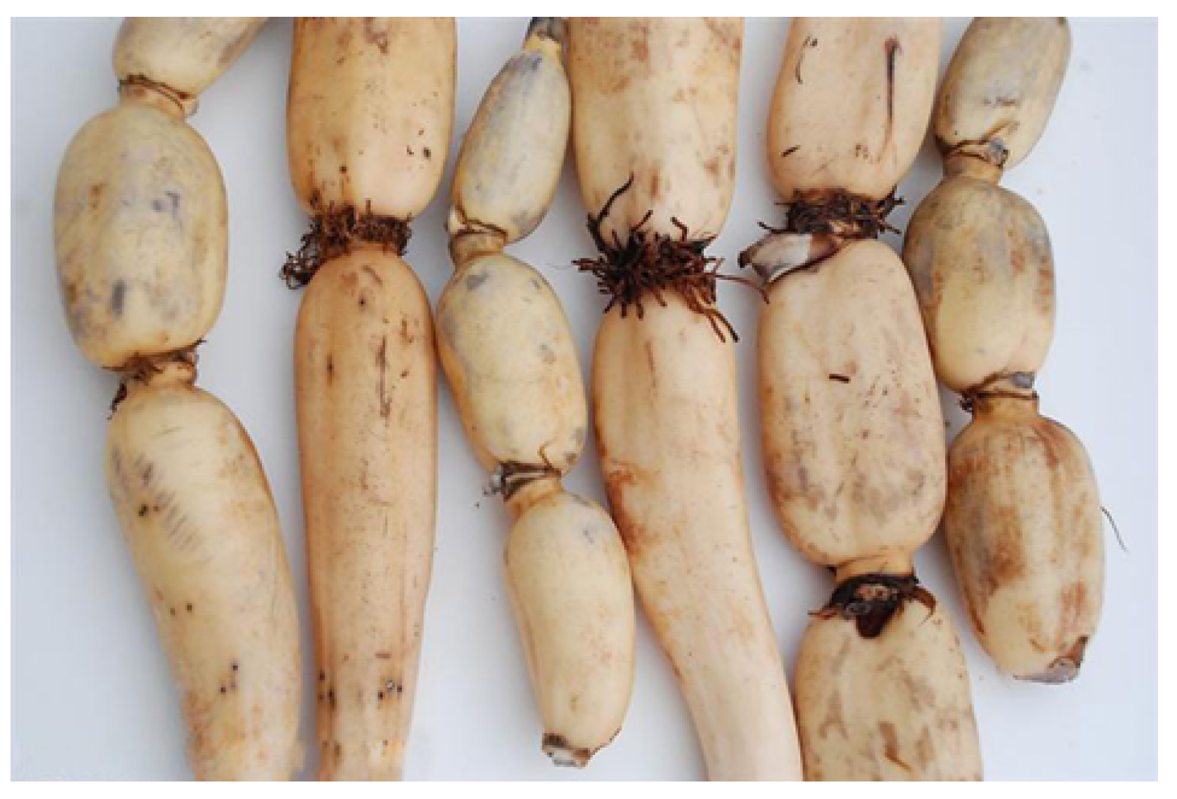 Foods 12 00577 g001 Foods 12 00577 g001