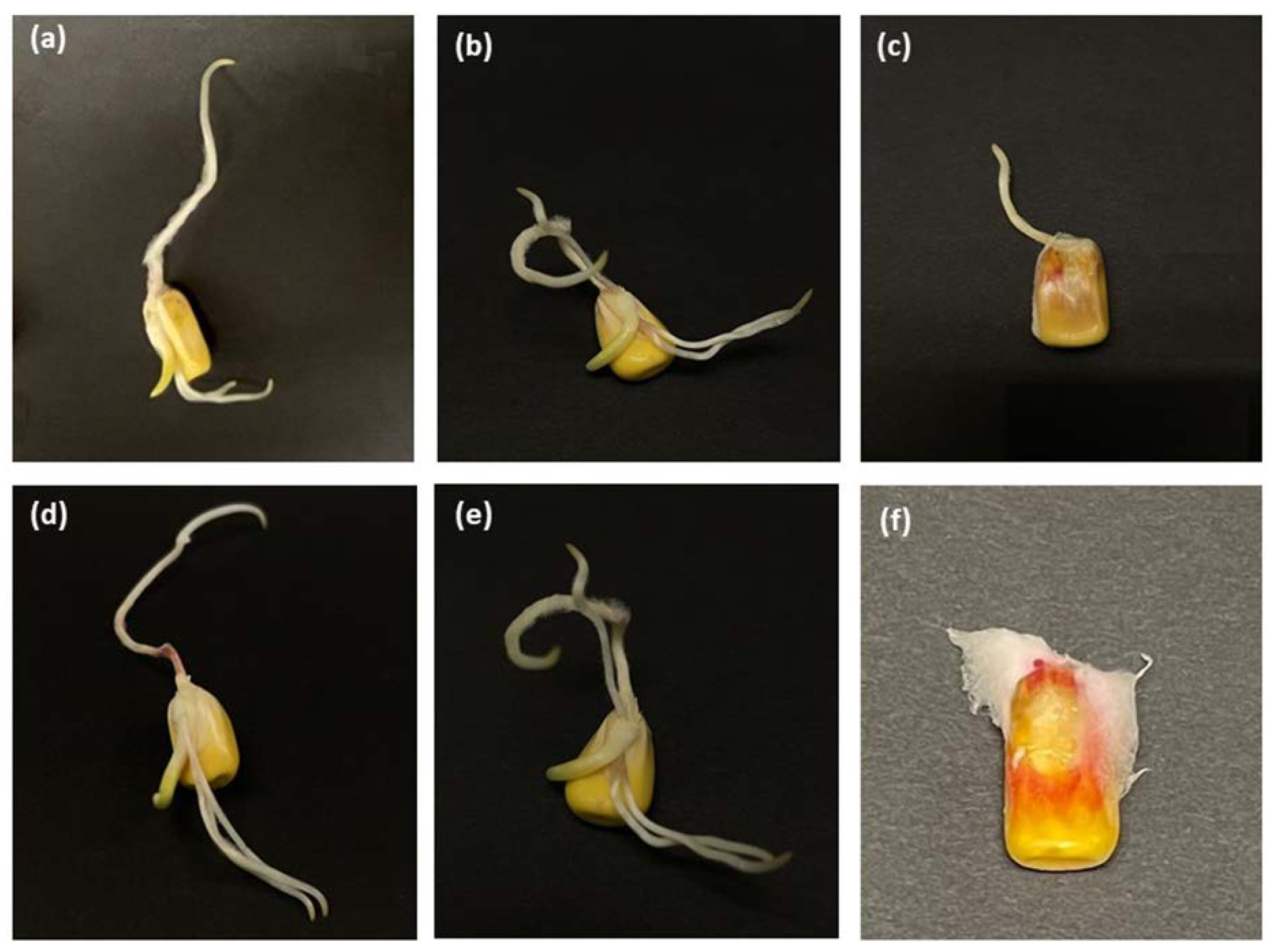 Foods 12 00891 g001 Foods 12 00891 g001